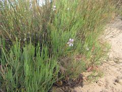 Pelargonium laevigatum oxyphyllum