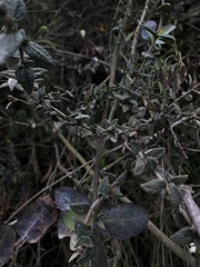 Chromolaena bullata