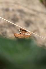 Ecpyrrhorrhoe rubiginalis