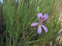 Pelargonium laevigatum oxyphyllum