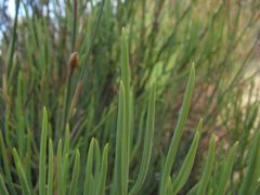Pelargonium laevigatum oxyphyllum