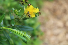 Dianthidium subrufulum