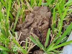 Rhinella marina