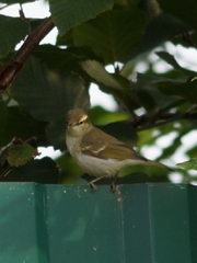 Phylloscopus plumbeitarsus