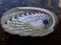 Haliotis australis