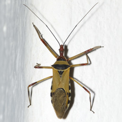 Zelus ruficeps