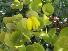 Rafnia amplexicaulis