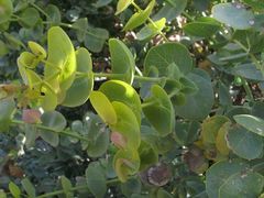 Rafnia amplexicaulis