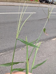 Digitaria sanguinalis