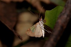 Atelocentra chloraspis