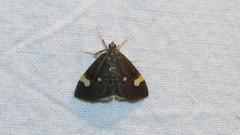 Evergestis unimacula