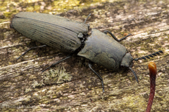 Chalcolepidius viridipilis