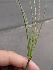 Digitaria sanguinalis