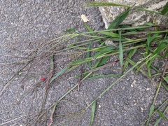 Digitaria sanguinalis