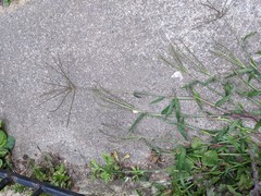 Digitaria sanguinalis