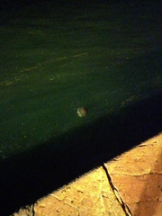 Cotylorhiza tuberculata