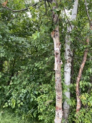 Betula neoalaskana