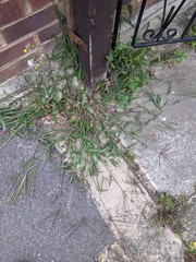 Digitaria sanguinalis