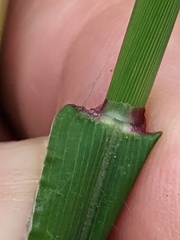 Digitaria sanguinalis