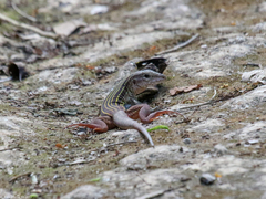 Aspidoscelis angusticeps