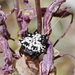 Isoxya cicatricosa - Photo (c) Richard Adcock, μερικά δικαιώματα διατηρούνται (CC BY-NC), uploaded by Richard Adcock