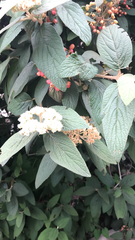 Viburnum rhytidophyllum