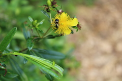 Dianthidium subrufulum
