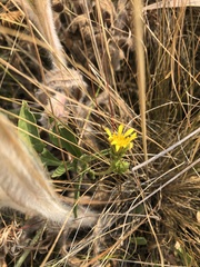 Pyrrocoma liatriformis