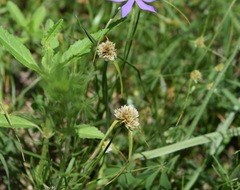 Cyperus seslerioides