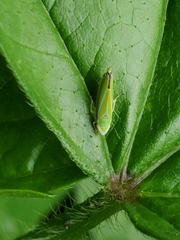 Graphocephala rufimargo