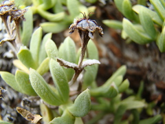Ruschia lineolata