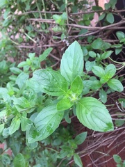 Ocimum basilicum