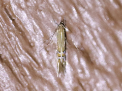 Cosmopterix fernaldella