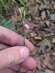 Oenothera podocarpa