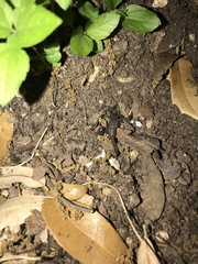 Pseudouroctonus reddelli