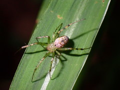 Mangora spiculata