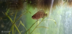 Badis badis