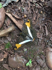 Adelpha malea