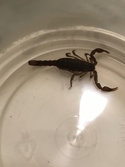 Pseudouroctonus reddelli