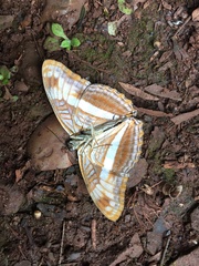 Adelpha malea