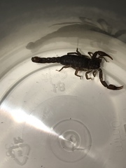 Pseudouroctonus reddelli