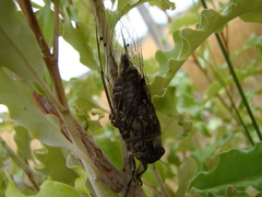 Amphipsalta