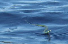 Philothamnus hoplogaster