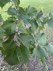 Corylus colurna