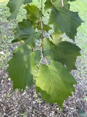 Corylus colurna