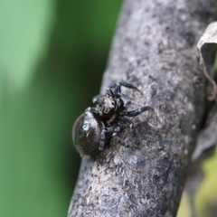 Salticidae