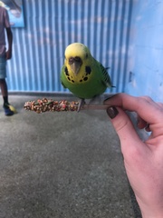 Melopsittacus