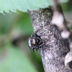 Salticidae
