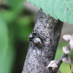 Salticidae