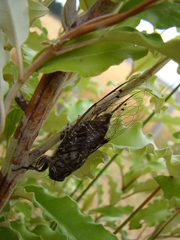 Amphipsalta